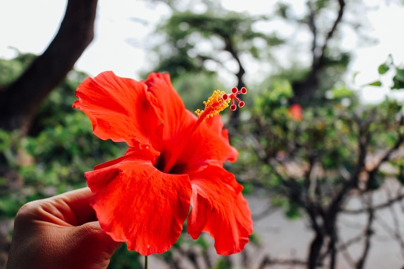 Hawaiian