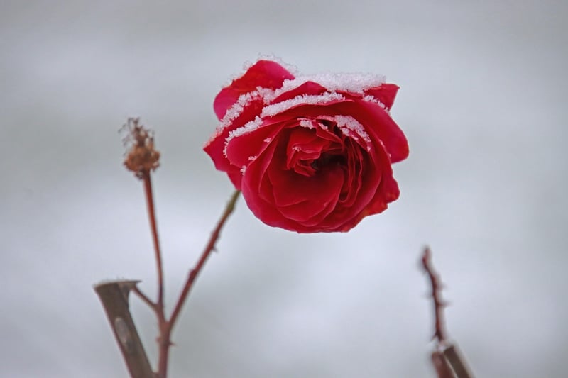 Fairytale Flowers